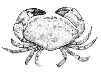 Hand Drawn Engraving Pen and Ink Crab Vintage Illustration