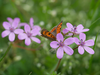 small butterfly on purple blossoms