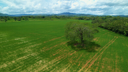 AERIAL: Tall tree with lush canopy growing in the middle of a green rice field