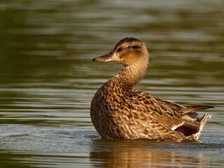 duck on the water