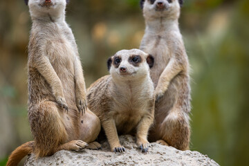 Obraz premium Group of Meerkat and stand on the rock