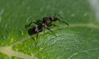 fourmis