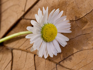 daisy flower