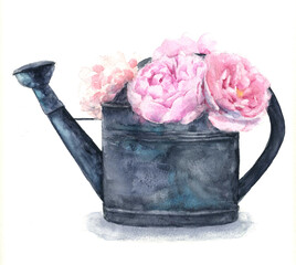 Watercolor drawing peons in the watering can isolated