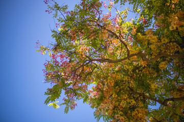 Green and Pink Leaves Against Blue Sky in Hawaii.