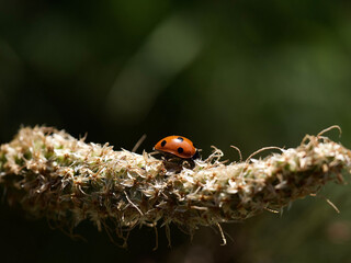 ladybug