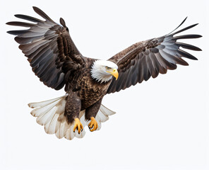 American eagle flying on white background
