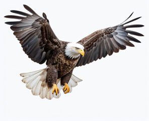Obraz premium American eagle flying on white background