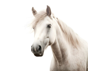 Obraz na płótnie Canvas white horse on white background