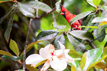 Bright red male cardinal in the wild.