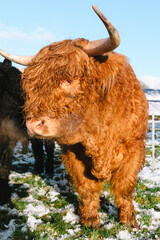 Highland cow in a snowy field in winter