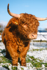 Highland cow in a snowy field in winter