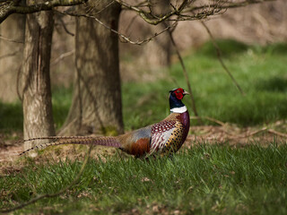pheasant in the forest 