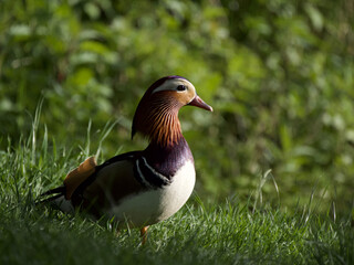 mandarin duck 