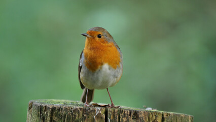 robin on a post