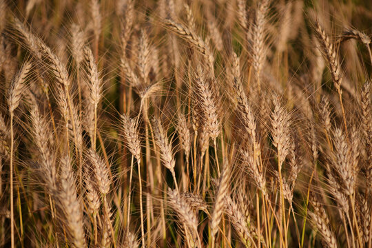 golden wheat field. harvest
