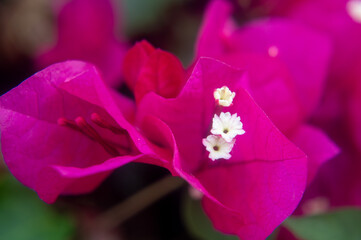 Close-up of a bougainvillea flower