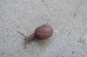 A snail in the garden