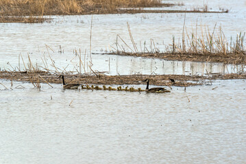 Canada Geese And Goslings Swimming On The River In Spring