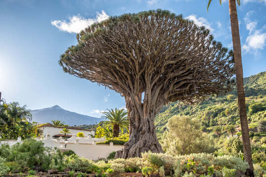 Old Dragon Tree in Icod de los Vinos town on Tenerife, Canary Islands, Spain