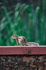 Squirrel is sitting on a wall