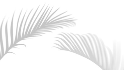 Shadow Plant leaf palm