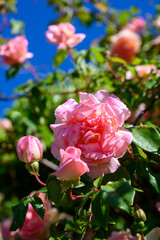 Blossom of pink rose flowers growing in old castle garden in Provence, France, in sunny day
