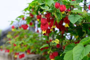 Obraz premium Callianthe megapotamica, trailing abutilon flowering plant species of Abutilon native to Argentina, Brazil and Uruguay