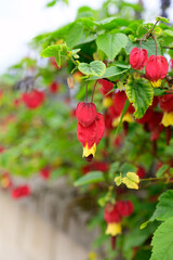Callianthe megapotamica, trailing abutilon flowering plant species of Abutilon native to Argentina, Brazil and Uruguay