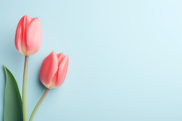 Fototapeta premium Creative concept made with two red tulips flowers on bright blue background. Minimal nature composition with copy space. Spring concept