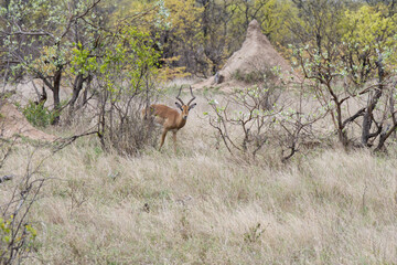African Iimpala and termite hills, South Africa