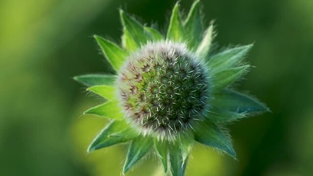 Field scabious bud, macro, shallow depth of field