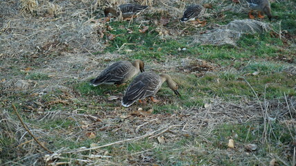 Wild ducks hunting for food in the bushes of the Han River Park in Seoul, South Korea
