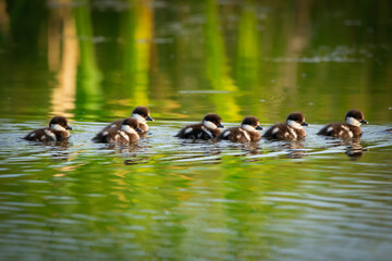 Fluffy Bufflehead ducklings are swimming in the lake in summer day.