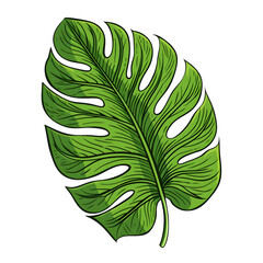 monstera leaf painted on a transparent background