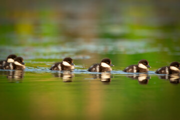 Fluffy Bufflehead ducklings are swimming in the lake in summer day.
