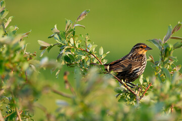 Cute female Red-winged blackbird is perched on the willow branch.