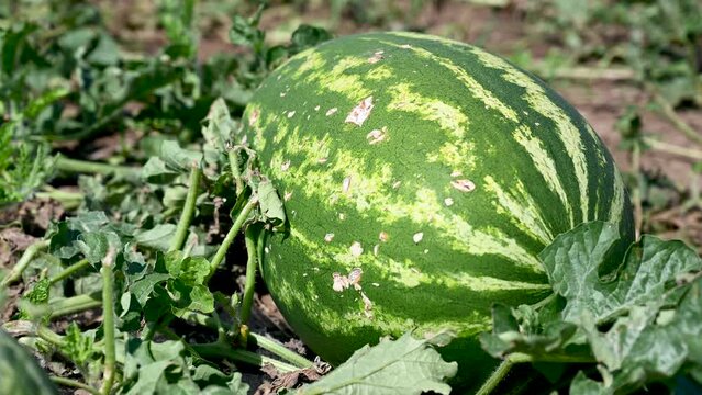 Watermelons grow in the field. Cultivation of watermelons in the field. 