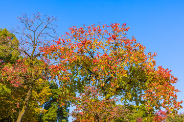 名城公園内の紅葉　愛知県名古屋市