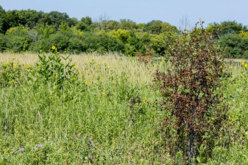 A buckthorn plant killed by herbicide in a restored prairie.