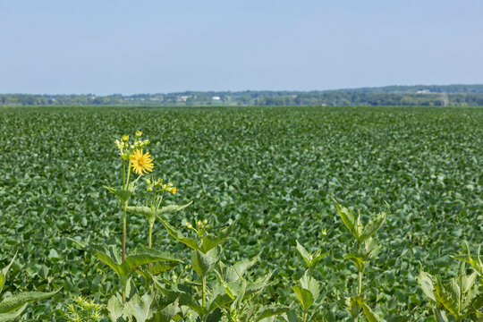 A blooming cup plant in front of a soybean field on a farm.