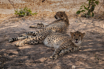 Guepardos descansando en el Parque Nacional