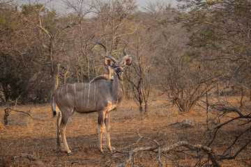 La belleza de un antílope en Sud África