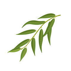 Vector illustration, willow leaf, Salix babylonica, or weeping willow, isolated on white background.