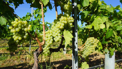 Bunches of white juicy grape on a grape plant in the sun, on  a vineyard and blue sky background, Guimar, Tenerife, Canary Islands, Spain 