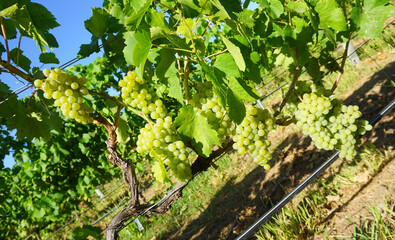 Fototapeta na wymiar Grape plant with bunches of white grape in the sun on a blue sky and vineyard backgroind in Tenerife, Canary Islands, Spain 