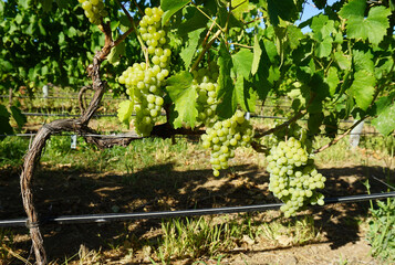 Grape plant in a vineyard, Marmajuelo variety grape plant full of white grape bunches, vineyard and blue sky background, in Güímar, Tenerife, Canary Islands, Spain