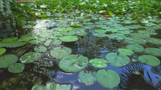 green pond scenic