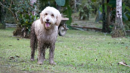 Cão ao Ar Livre, sujo de lama © MarioSergio