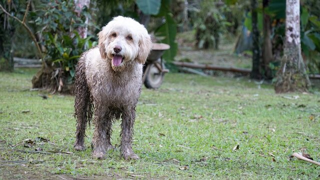C&atilde;o ao Ar Livre, sujo de lama